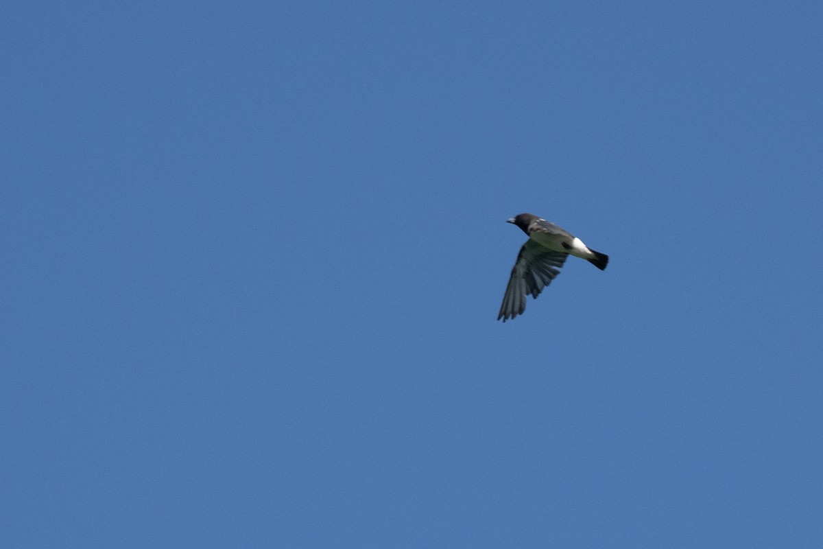 White-breasted Woodswallow - ML620617107