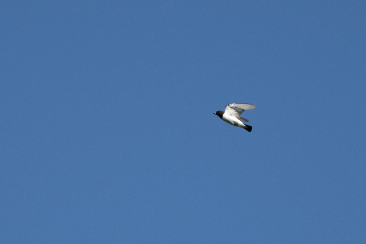 White-breasted Woodswallow - ML620617108