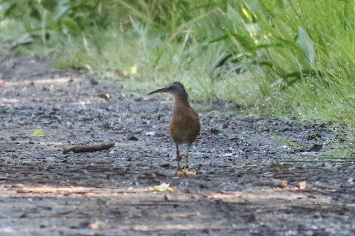 Virginia Rail - ML620617110