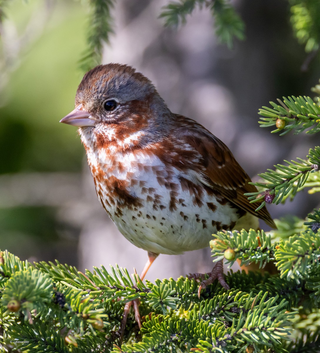 Fox Sparrow (Red) - ML620617111