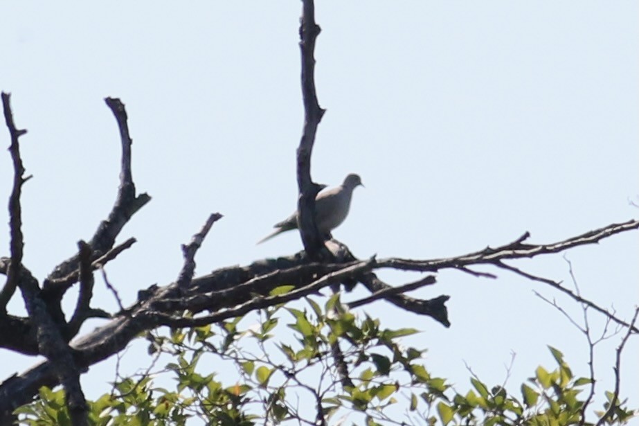 Eurasian Collared-Dove - Spencer Hildie