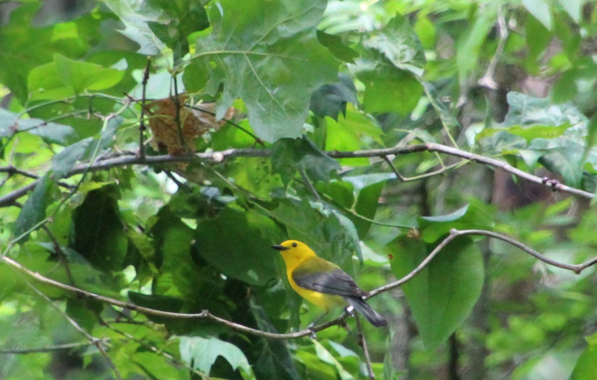 Prothonotary Warbler - ML620617116