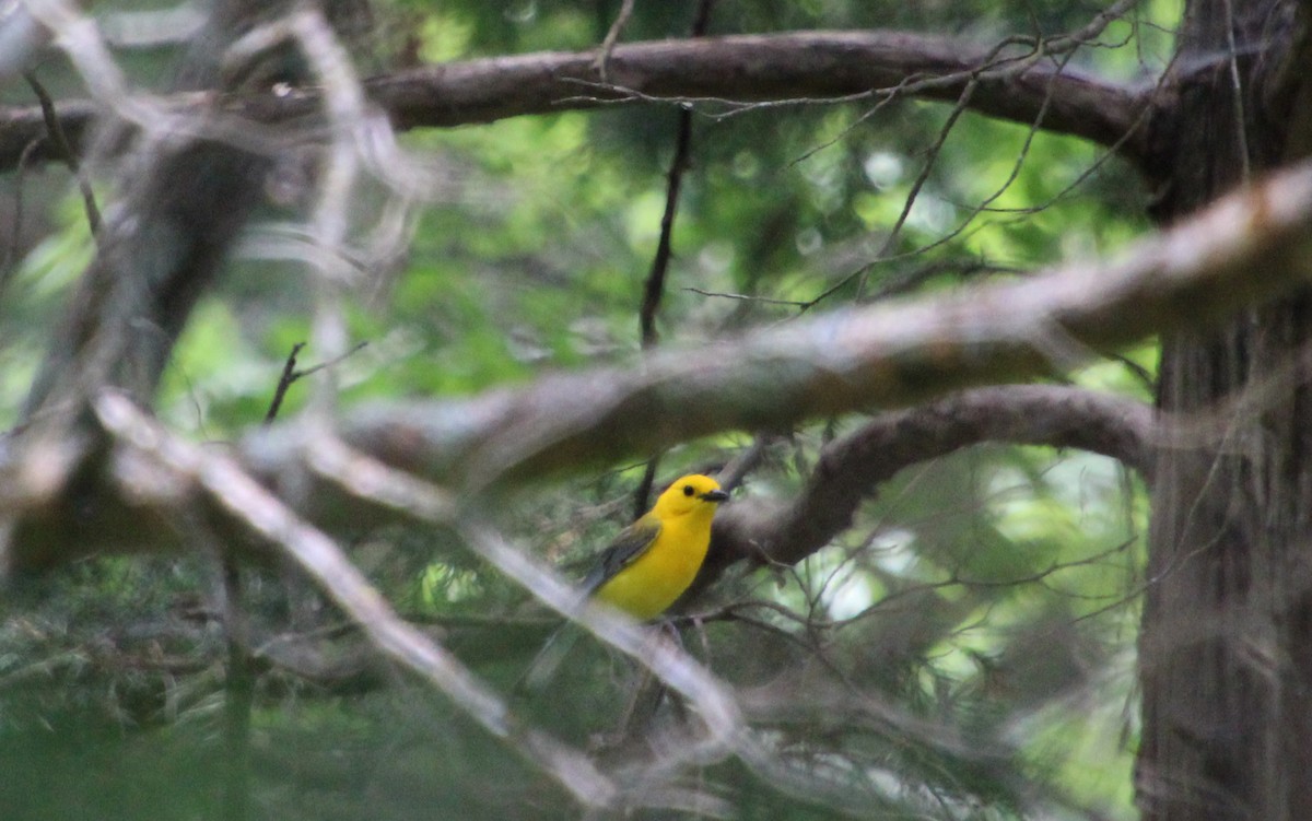 Prothonotary Warbler - ML620617117