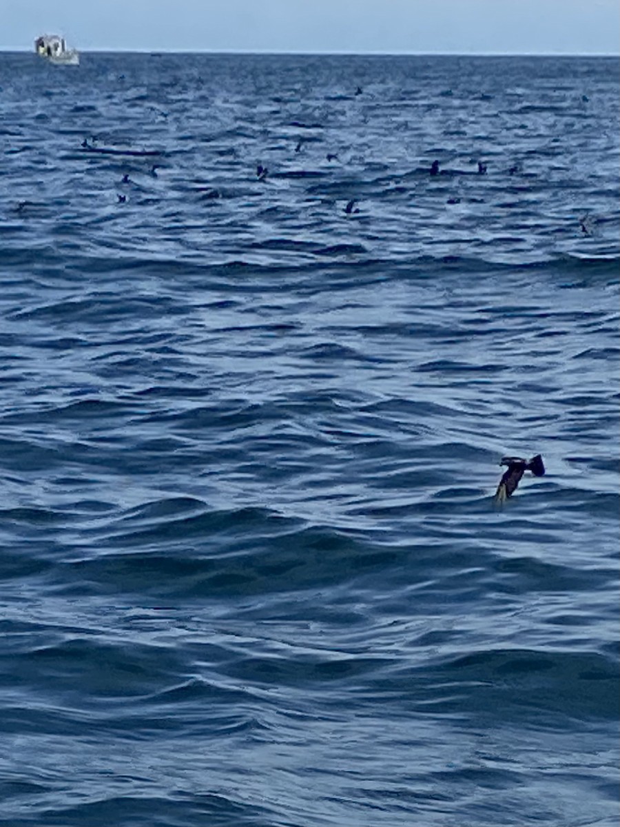 黃蹼洋海燕 - ML620617121