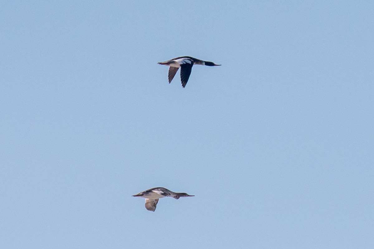 Red-breasted Merganser - ML620617122