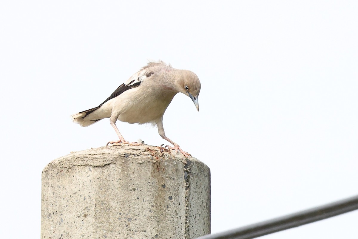 White-shouldered Starling - ML620617123