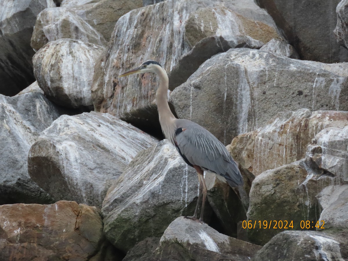 Great Blue Heron - ML620617124