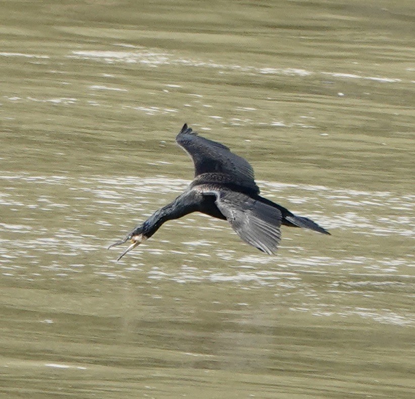 Cormorán Grande - ML620617125