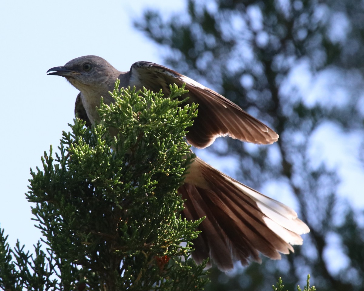 Hermit Thrush - ML620617129