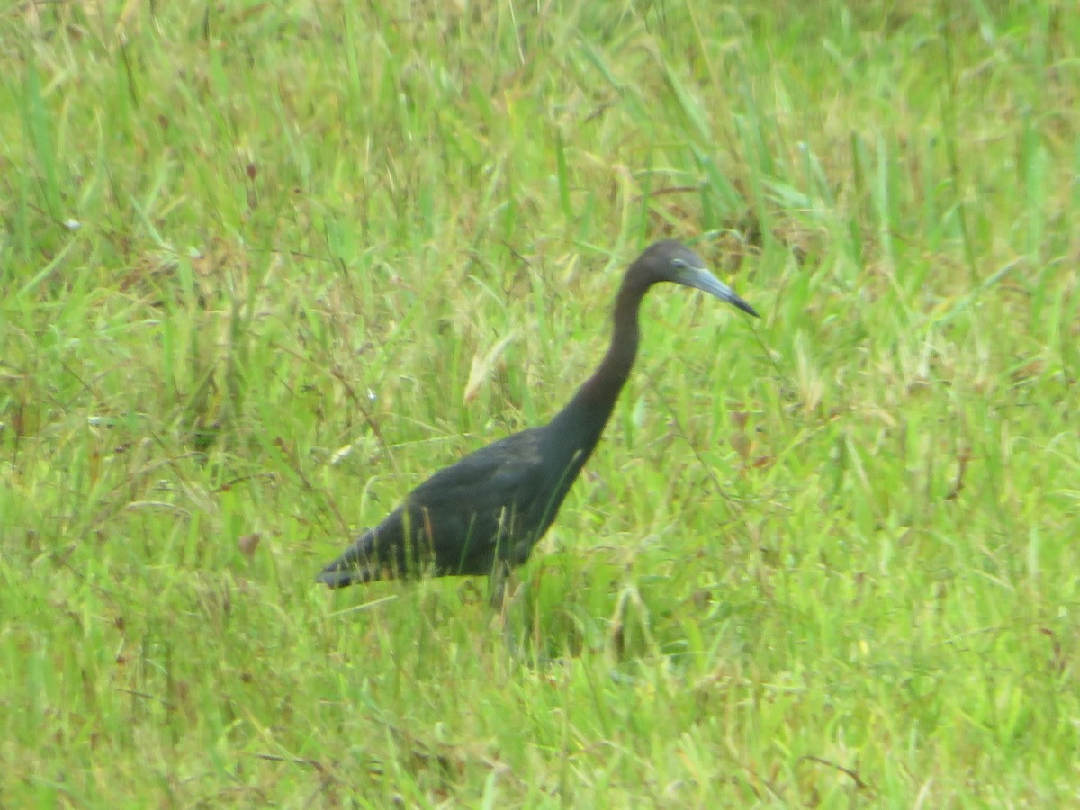 Little Blue Heron - ML620617130