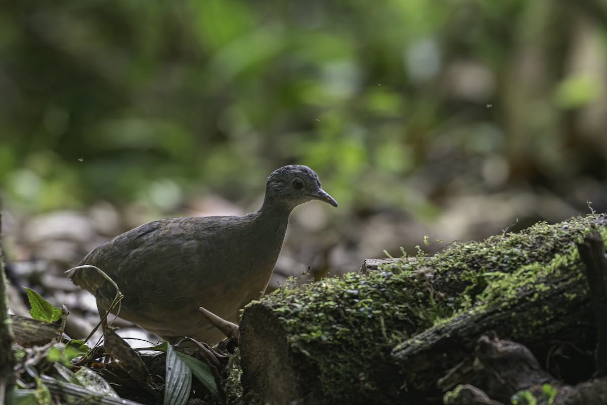 Little Tinamou - ML620617135