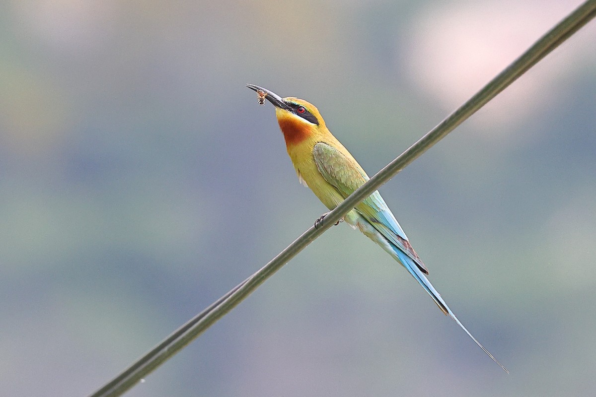 Blue-tailed Bee-eater - ML620617136