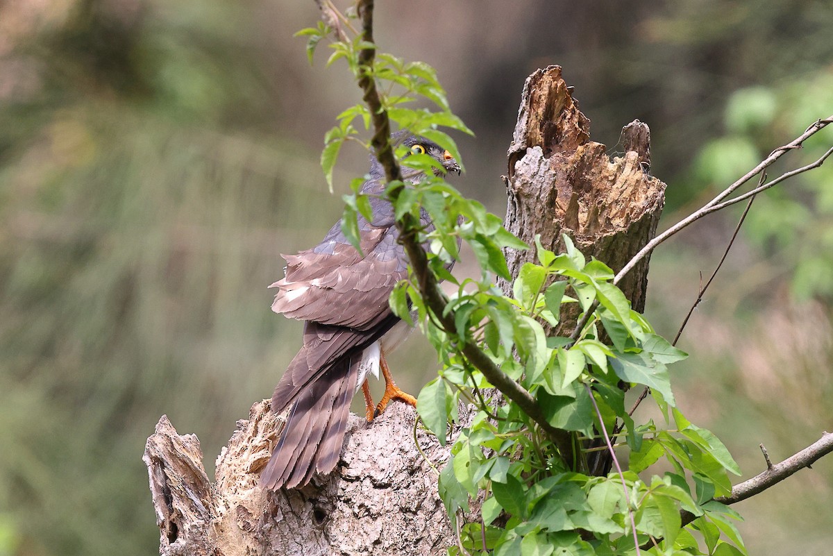 Chinese Sparrowhawk - ML620617138