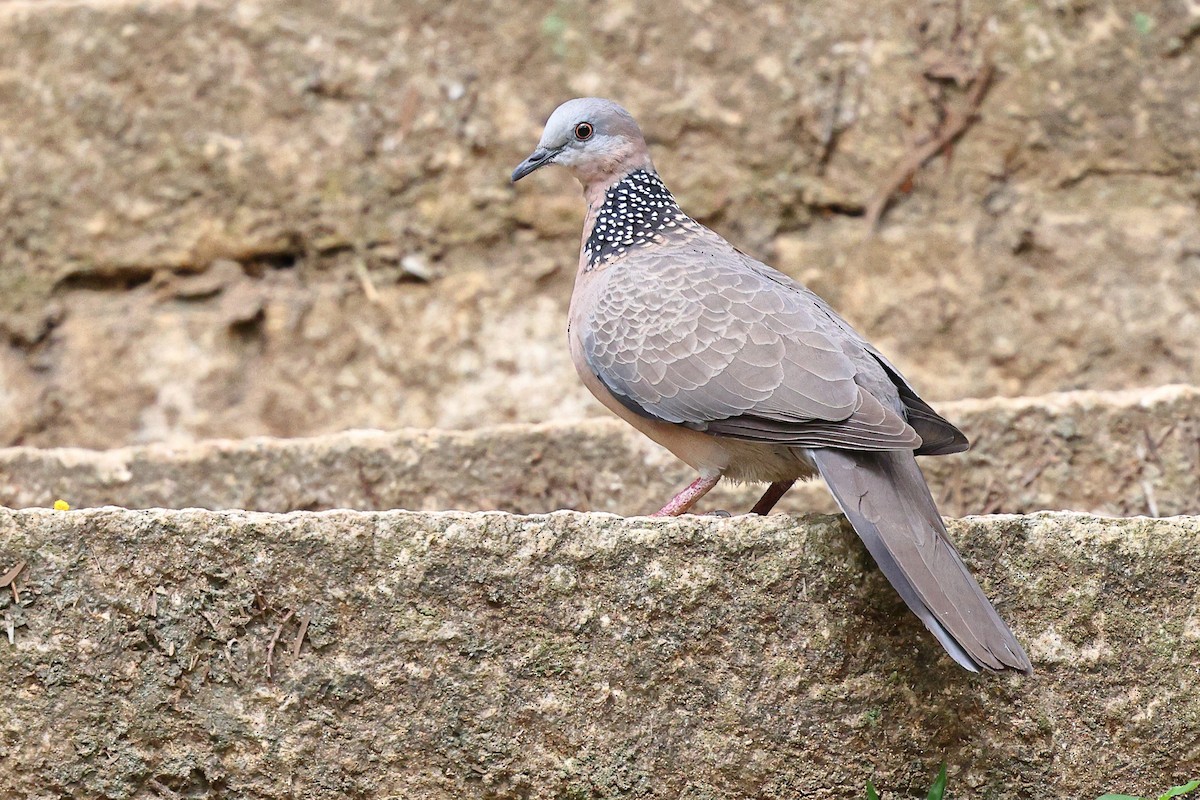 Spotted Dove (Eastern) - ML620617139