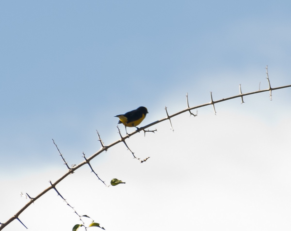 Purple-throated Euphonia - ML620617164