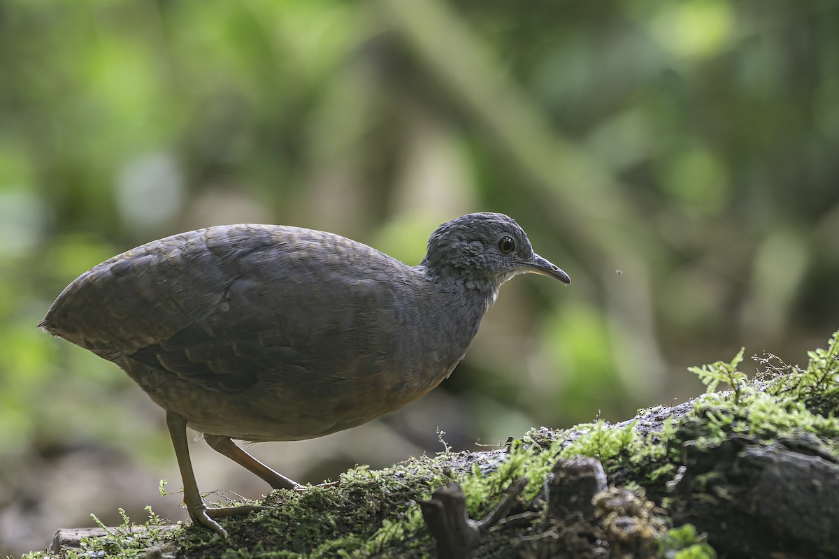 Little Tinamou - ML620617166