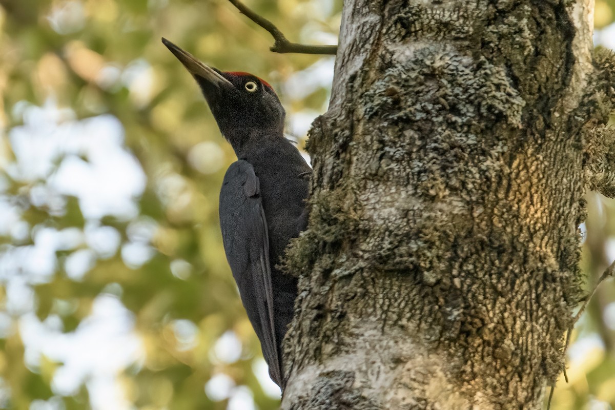 Black Woodpecker - ML620617168