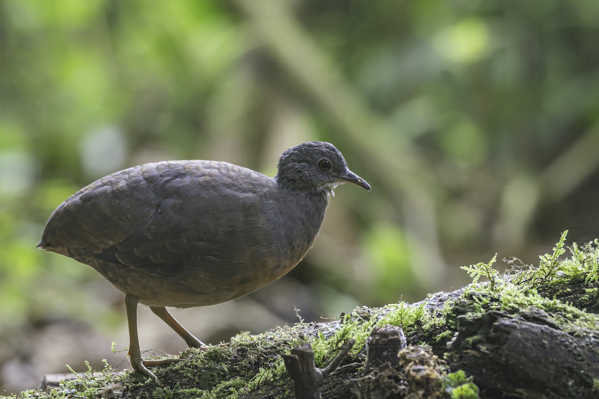 Little Tinamou - ML620617171