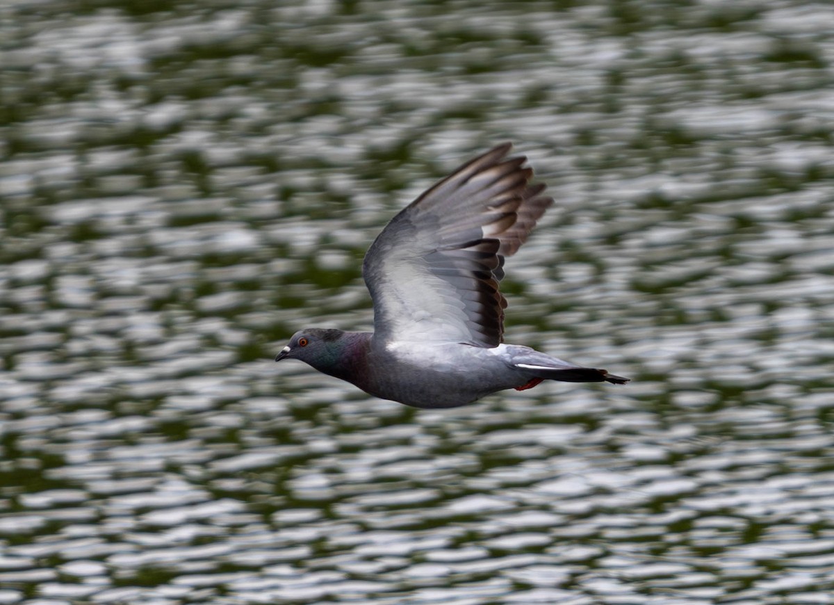 Rock Pigeon (Feral Pigeon) - ML620617173