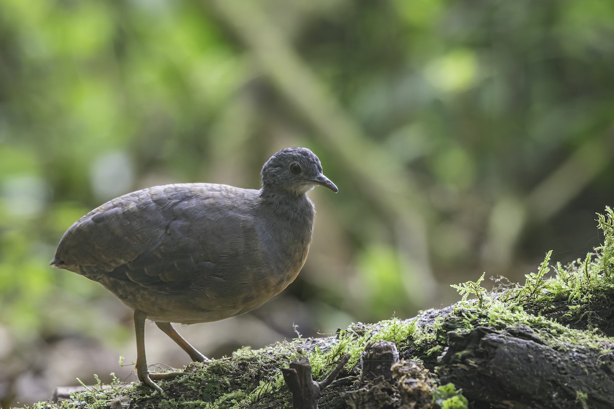 Little Tinamou - ML620617174