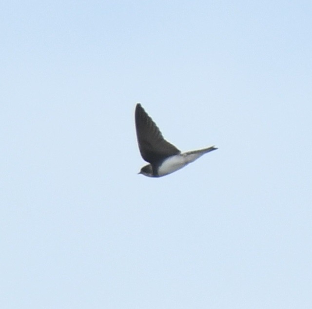 Bank Swallow - ML620617175