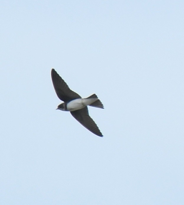 Bank Swallow - ML620617176