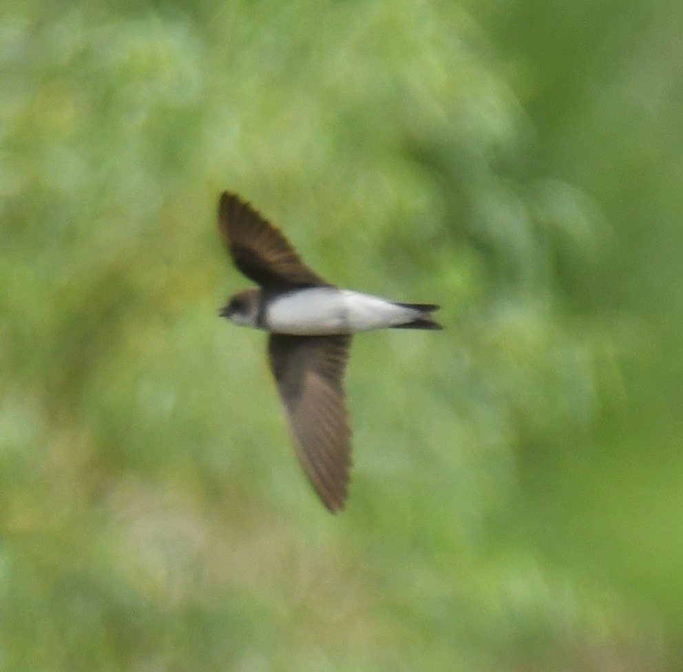 Bank Swallow - ML620617179