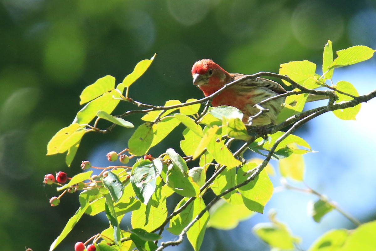 House Finch - ML620617184