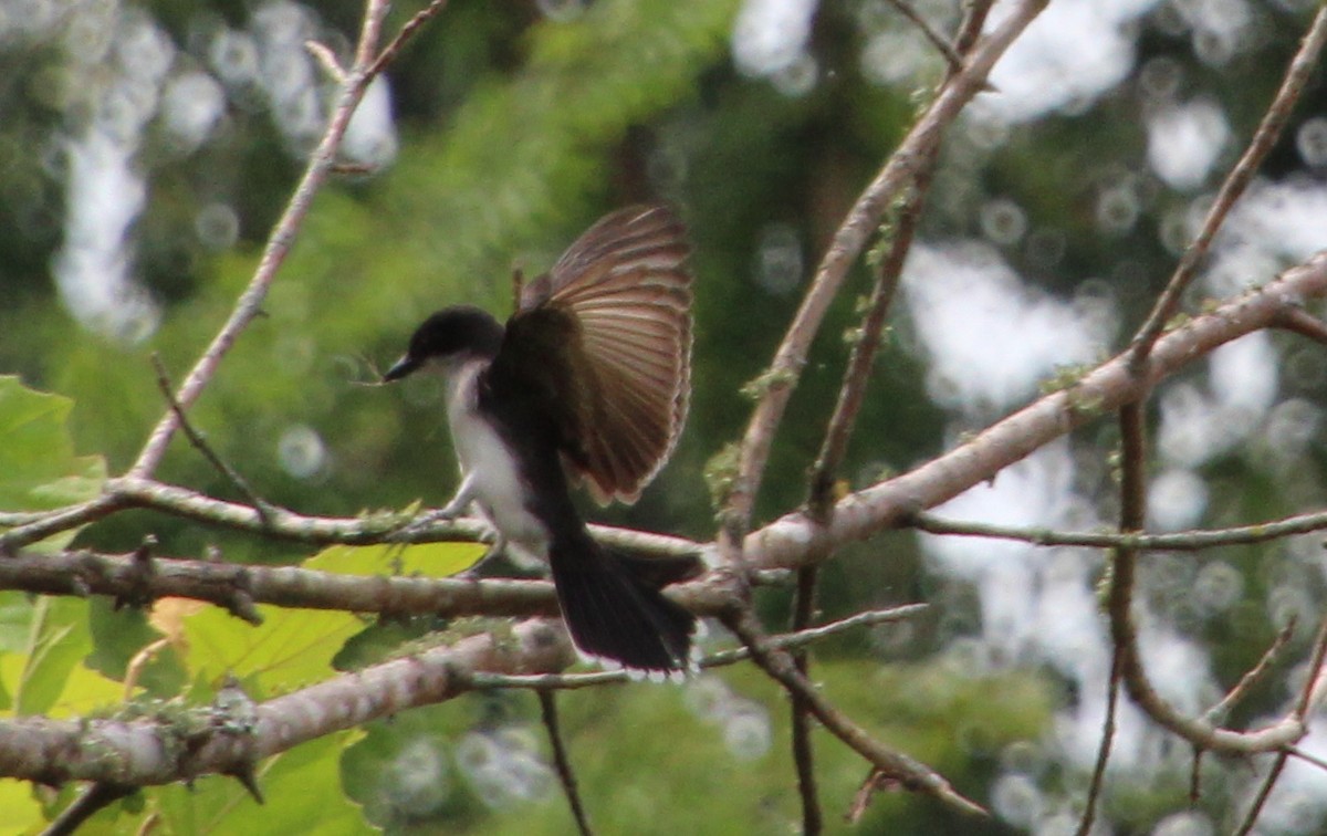 Eastern Kingbird - Carole Swann