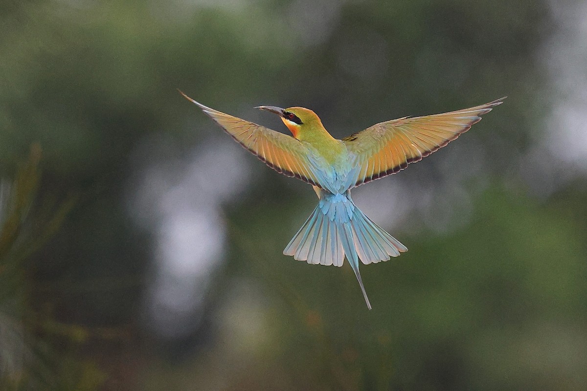 Blue-tailed Bee-eater - ML620617195