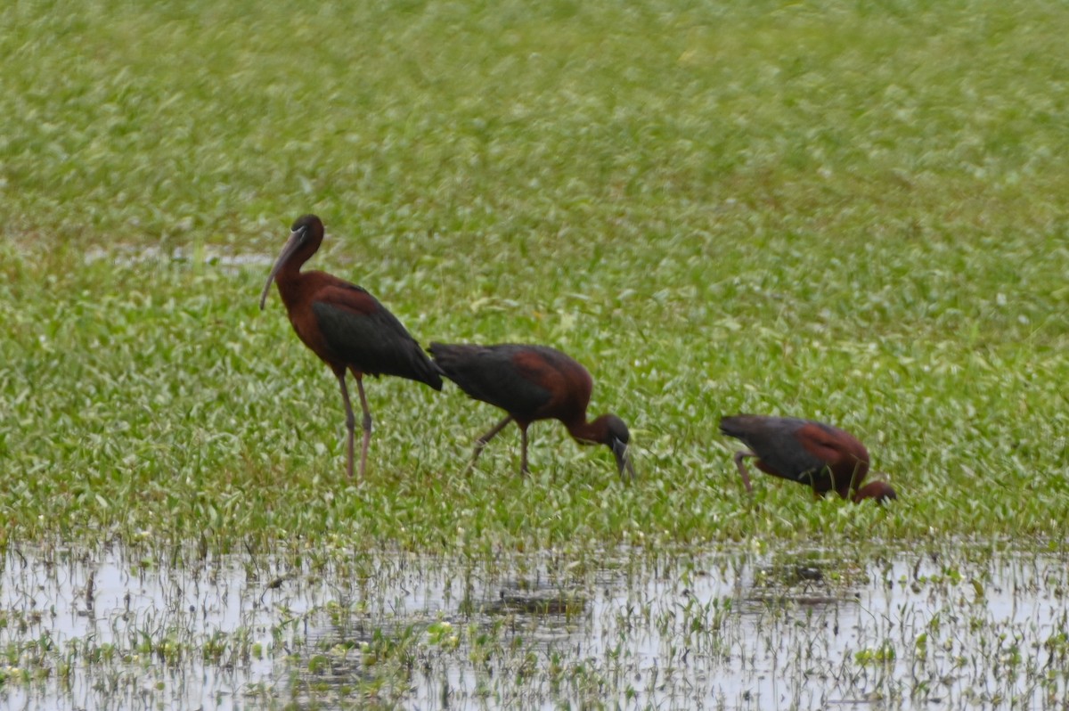ibis hnědý - ML620617196