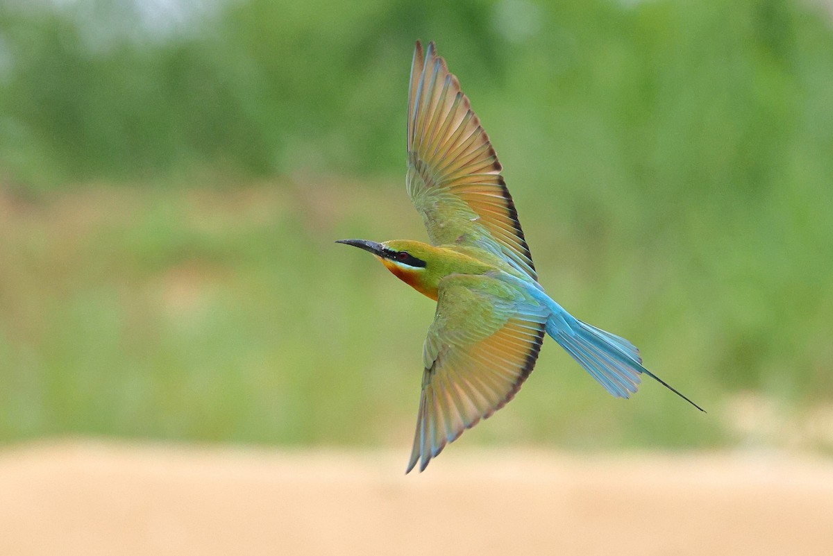 Blue-tailed Bee-eater - ML620617200