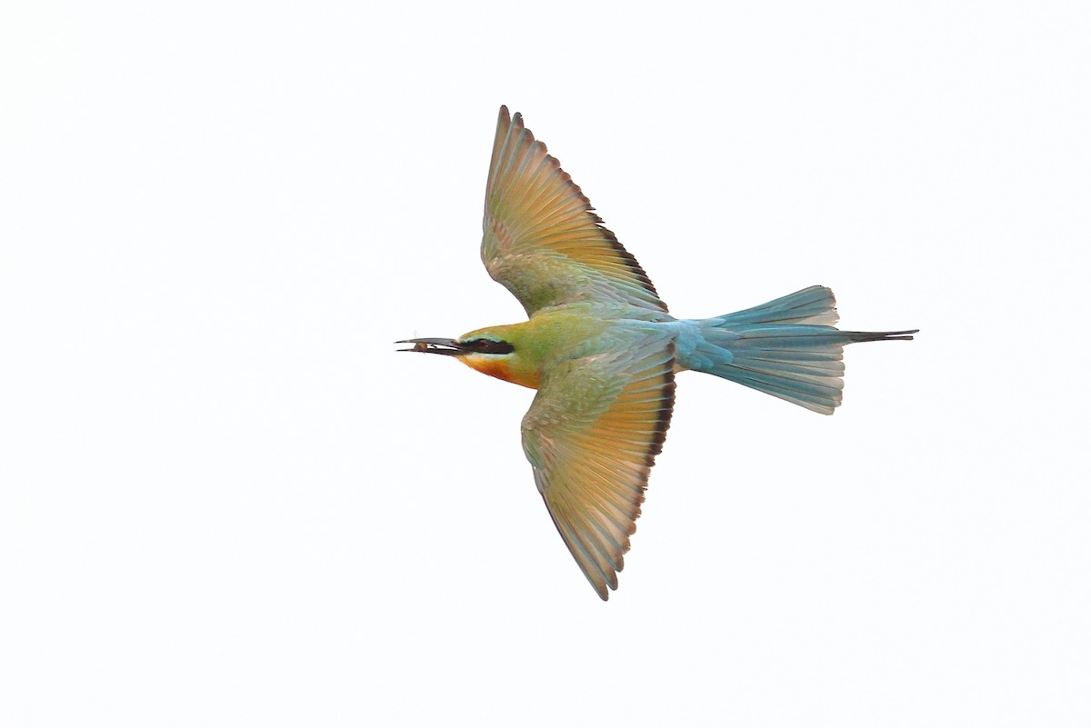 Blue-tailed Bee-eater - ML620617202