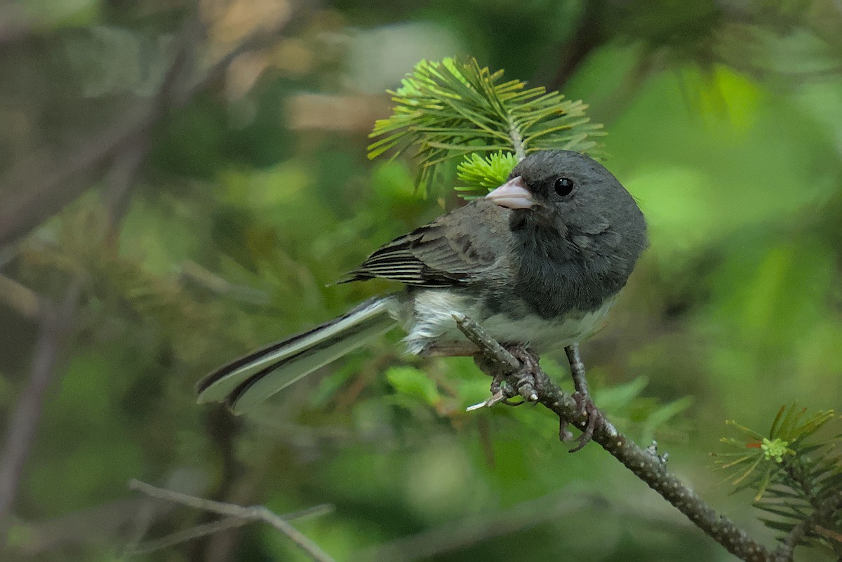 Junco ardoisé - ML620617203