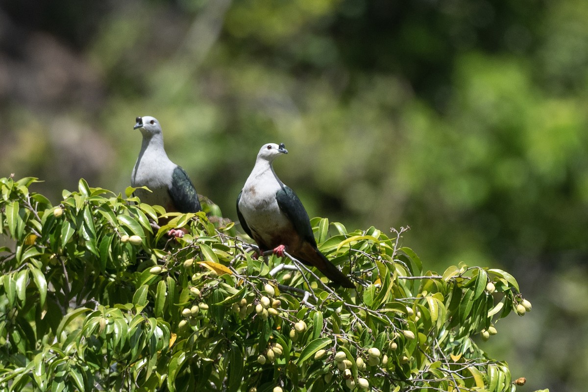 Dúcula de Micronesia - ML620617205