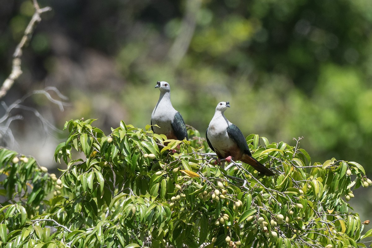 Dúcula de Micronesia - ML620617206