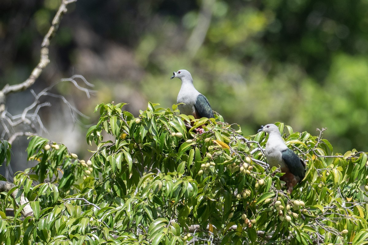 Dúcula de Micronesia - ML620617207