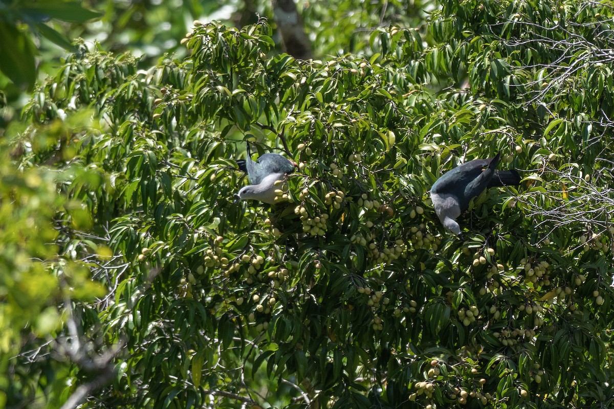 Micronesian Imperial-Pigeon - ML620617208