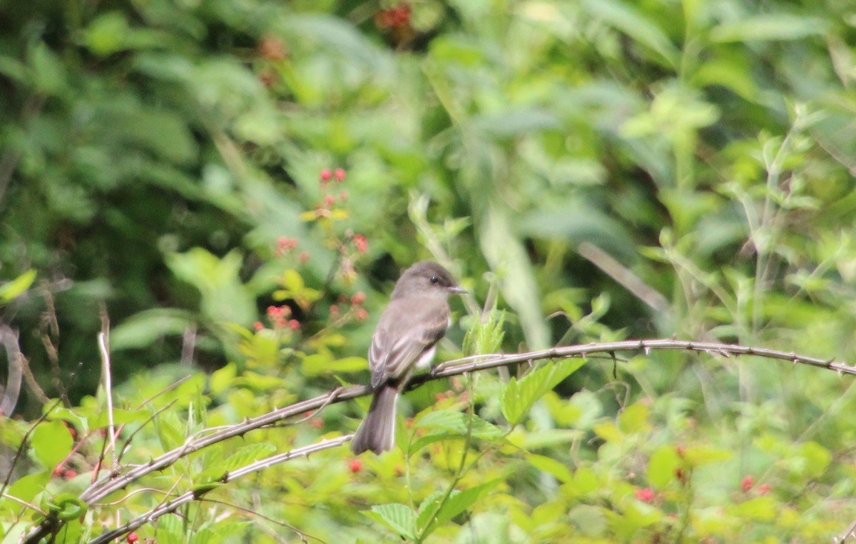 Eastern Phoebe - ML620617212