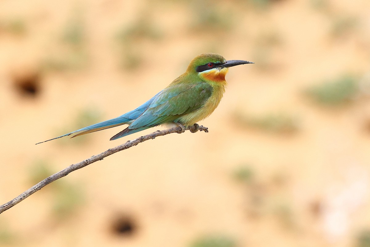 Blue-tailed Bee-eater - ML620617213
