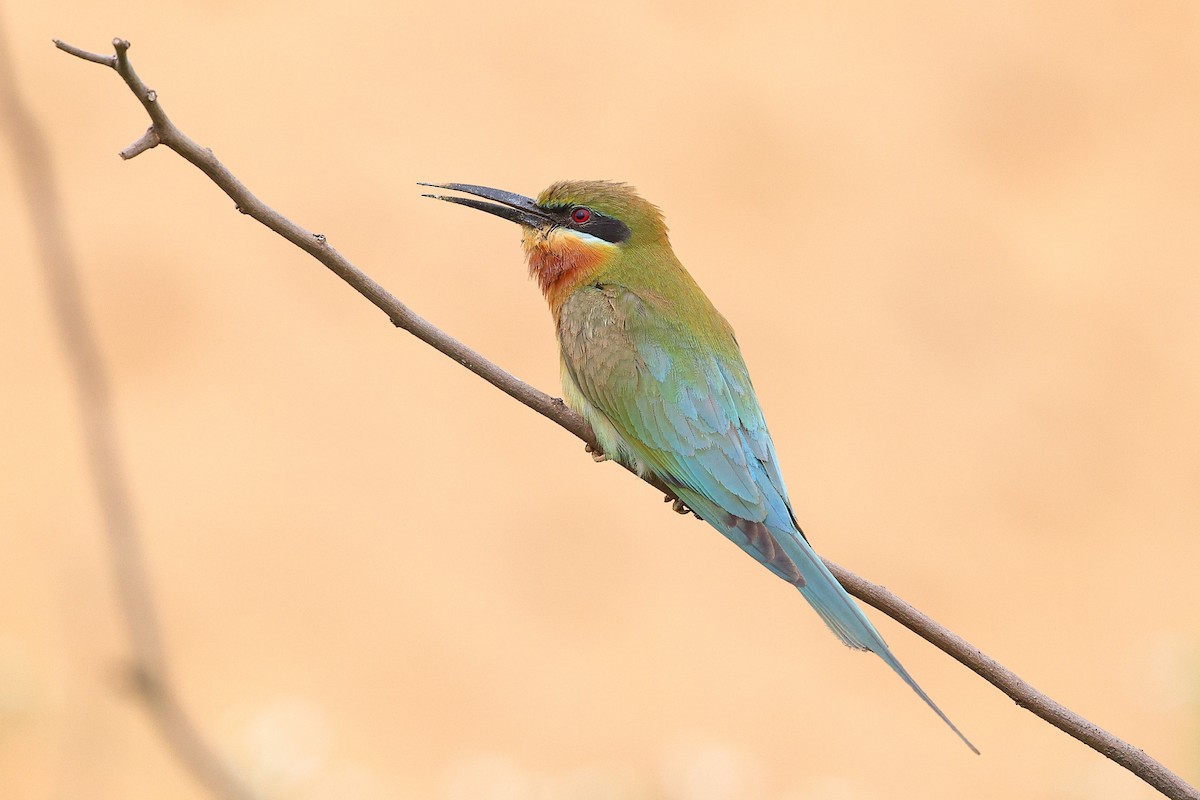 Blue-tailed Bee-eater - ML620617214