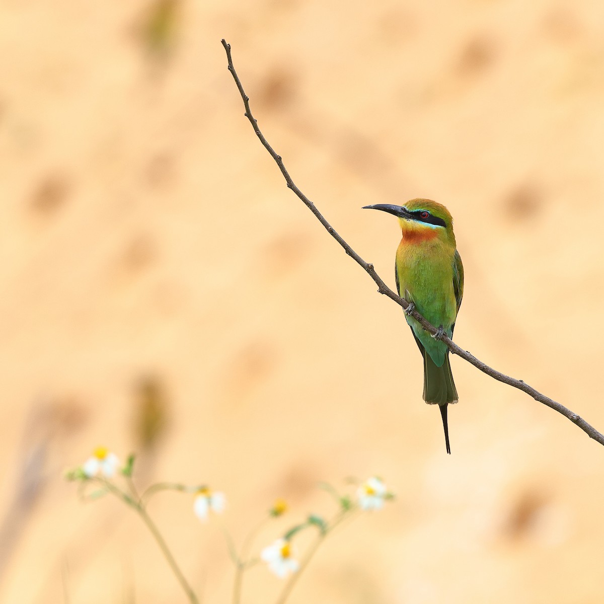 Blue-tailed Bee-eater - ML620617215