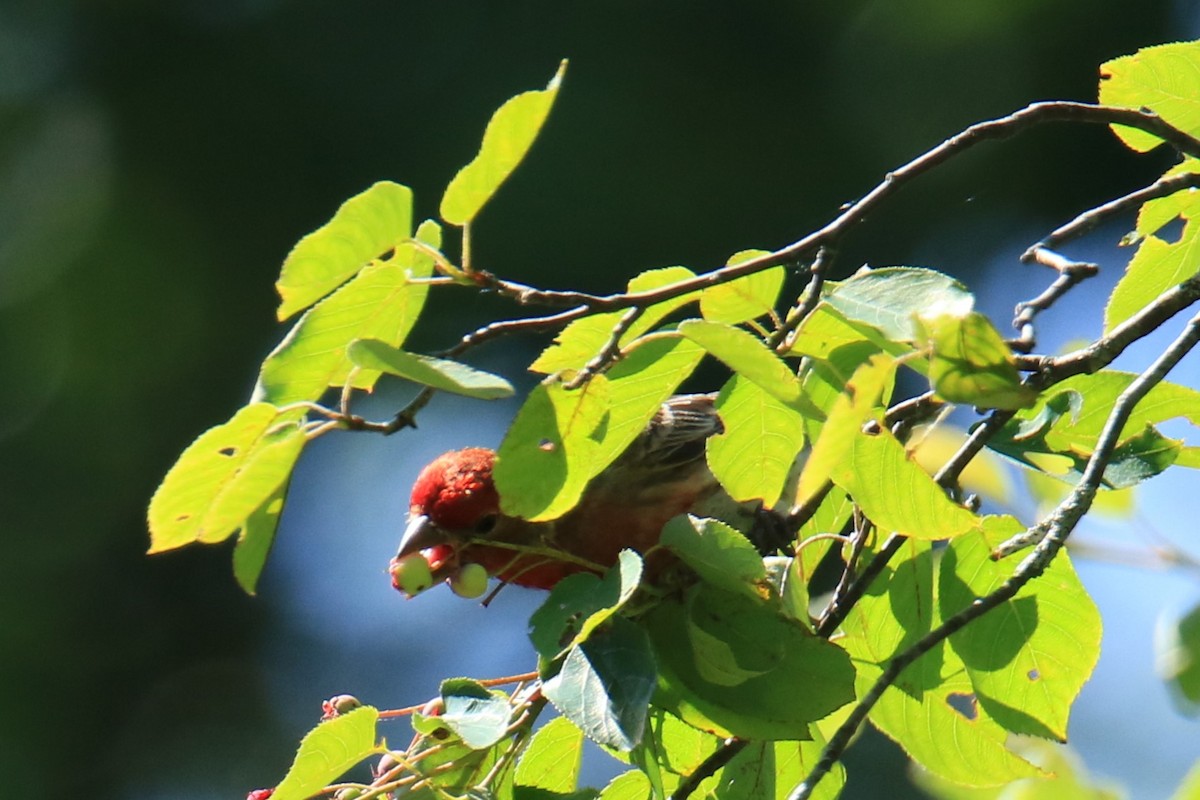 House Finch - ML620617216