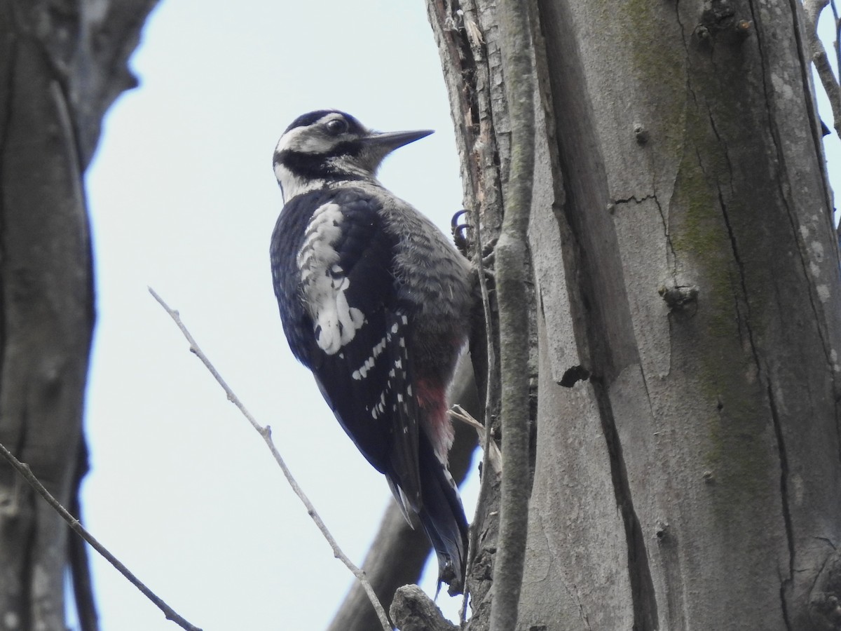 Great Spotted Woodpecker - ML620617219