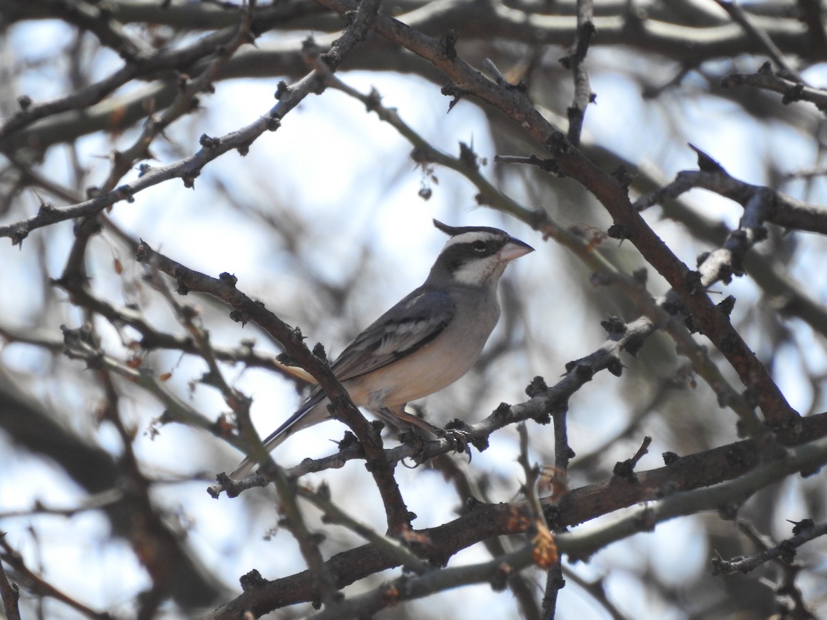 Black-crested Finch - ML620617220