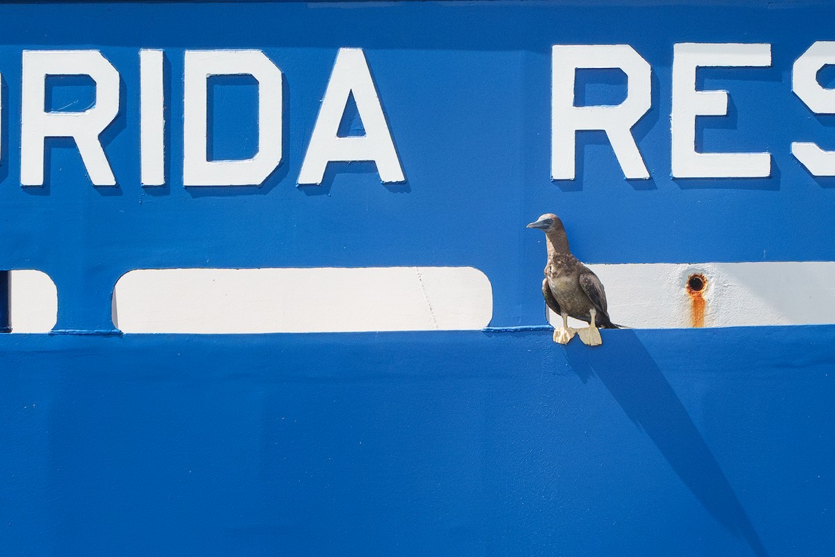 Brown Booby - ML620617224