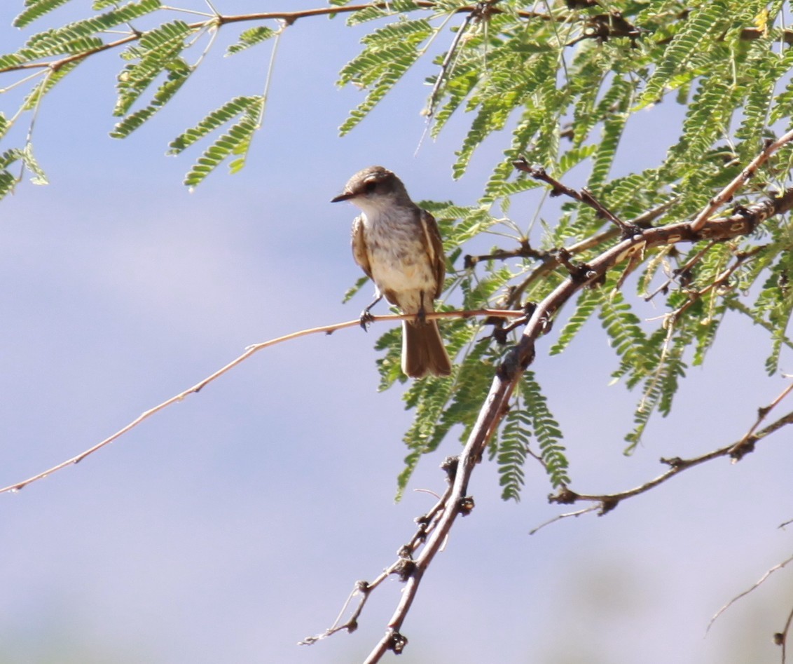 Vermilion Flycatcher - ML620617228