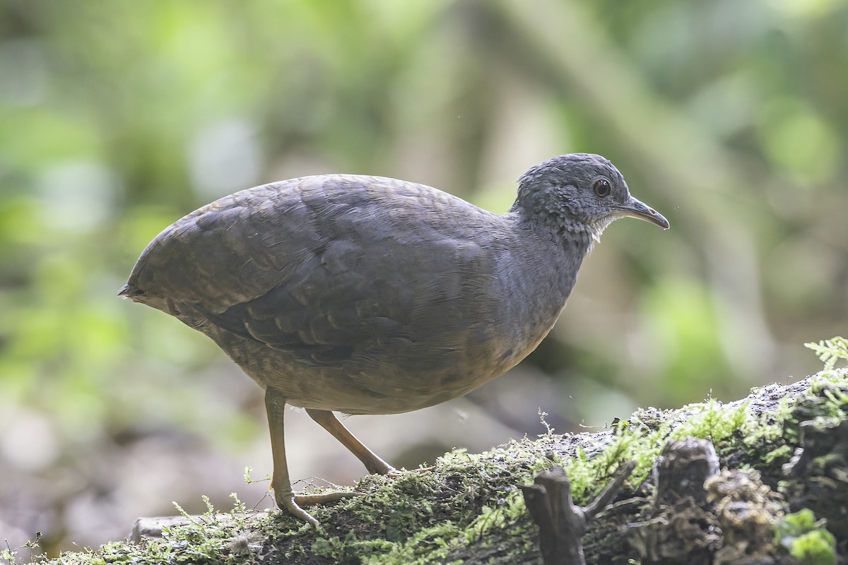 Little Tinamou - George Roussey