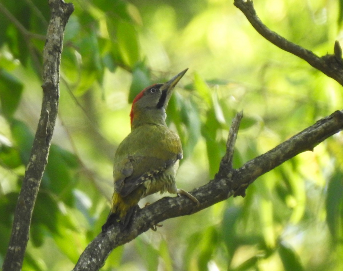 Levaillant's Woodpecker - ML620617235