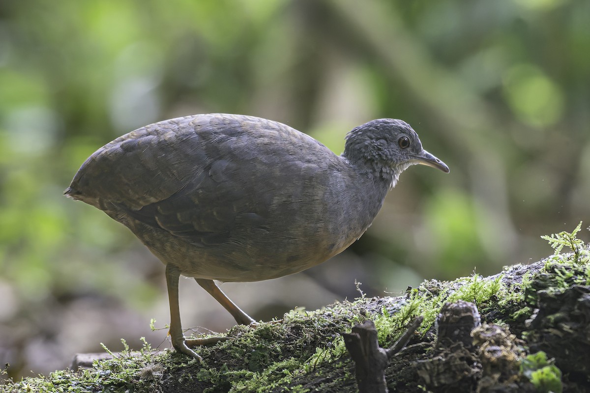 Little Tinamou - ML620617238